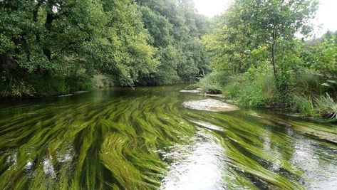 Nature Photography Green, Earth Photography, Green Photography, Nature Green, Green Landscape, Wild Nature, Photography Nature, Late Summer, Pretty Places