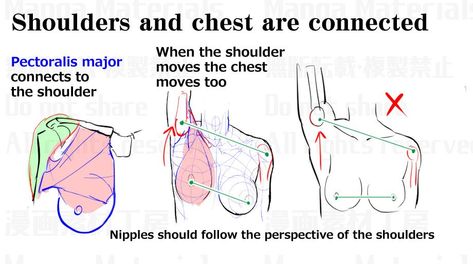 Chest Tutorial Drawing Female, How To Draw Female Shoulders, Chest Tutorial Drawing, Female Chest Anatomy Drawing, Female Chest Drawing Tutorial, Female Breast Anatomy Drawing, Breast Reference Drawing, Manga Materials Anatomy, Female Chest Drawing