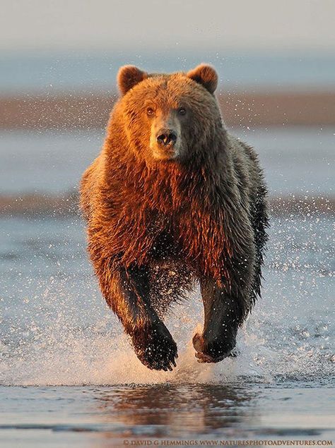 RUN! Grizzly Bear, Animal Planet, Animal Photo, Nature Animals, Brown Bear, 귀여운 동물, Animals Friends, Wildlife Photography, Nature Photos