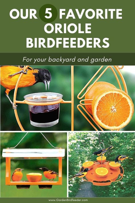 oriole feeders with oranges and jelly in the backyard Orioles Birds, Awana Games, Oriole Bird Feeders, Baltimore Orioles Birds, Outdoor Deck Ideas, Backyard Birds Watching, Backyard Birds Feeders, Birds House, Oriole Bird