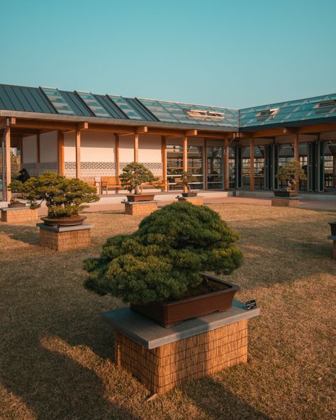 Bonsai Exhibit at Sejong National Arboretum Korean Garden, Large Greenhouse, Travel Log, Traditional Garden, Bonsai Garden, Traditional Korean, Korea Travel, Korean Aesthetic, Plant Species