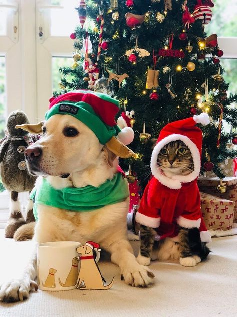 Christmas Cat Pictures, Dog And Cat Christmas Pictures, Christmas Pet Photos, Dog Christmas Photos, Dog Christmas Pictures, Christmas Widgets, Xmas Cat, Christmas Dog Treats, Kids Jokes