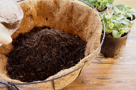 How to Use Coco Liners (with Pictures) | eHow Garden Alley, Planting Hacks, Fun Garden Projects, Plant Troughs, Planter Liners, Hanging Plants Diy, Short Plants, Plants Outdoor, Growing Strawberries