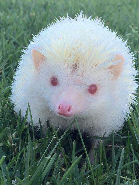 Lovely Rita, my pink-eyed Albino Hedgehog Albino Hedgehog, Majestic Animals, Little Critter, Hedgehogs, Cutie Patootie, Pet Portraits, Stranger Things, Baby Animals