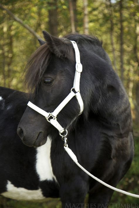 Shetland pony Mini Shetland Pony, Mini Ponies, Mini Shetland, Ponies For Sale, Mini Pony, Shetland Pony, Blue Roan, Horse Aesthetic, Horse Pattern