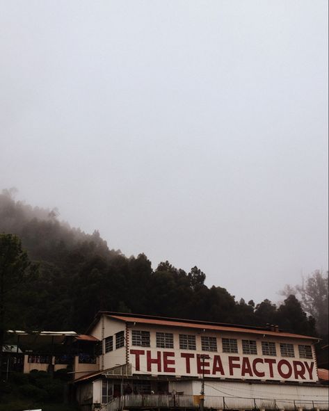 Tea Factory, Ooty, The Tea, Tea, Pins, Quick Saves