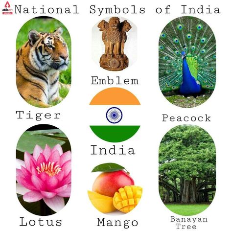 Indian National Animal, India Symbols Art, India National Symbol, National Symbols Of India For Kids Craft, National Symbols Of India Worksheet, National Symbols Of India For Kids, Indian National Symbols, National Animal Of India, National Symbols Of India