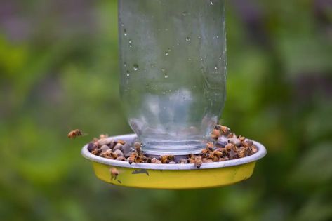 You can buy many bee feeders, but there’s something rewarding about making your own. Thankfully, making a bee feeder is also simple and easy. So, here’s how to make a bee feeder! Bee Feeder Diy, Bee Syrup, Sugar Water For Hummingbirds, How To Keep Bees, Fake Wasp Nest, Getting Rid Of Bees, Bee Feeder, Feeding Bees, Keeping Bees