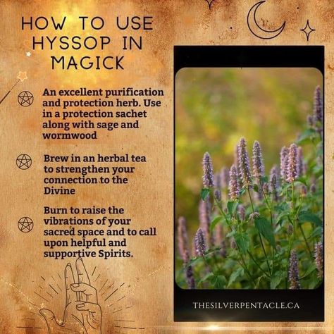 Weather Magick, Witchy Plants, Spiritual Herbs, Magical Herbs Witchcraft, Magickal Correspondences, Herbs For Protection, Kitchen Magick, Witch Recipes, Herbal Garden