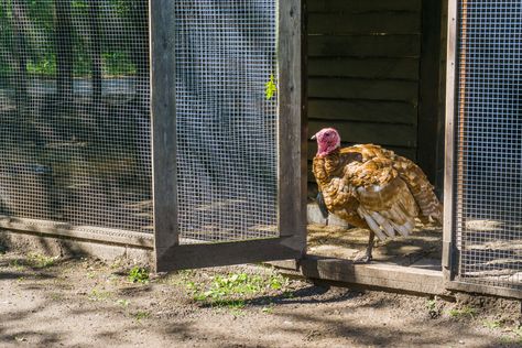 Learn basic housing and fencing requirements for raising turkeys, including roosting structures, pen enclosures, and turkey houses for breeding birds. Turkey Roost, Turkey Breeds, Pet Turkey, Raising Turkeys, Pasture Fencing, Diy Turkey, Baby Turkey, Poultry Feed, Farm Plans