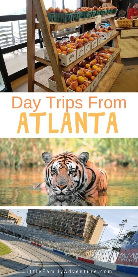 Head to Henry County GA for Atlanta race weekend or a fun day trip from Atlanta with the kids. Here you'll find NASCAR, animal encounters, military history, local food, & more #atlanta #georgia #nascarweekend #daytrip #thingstodo #familytravel #travelwithkids #miltaryhistory Flying With A Toddler, Animal Encounters, Ethical Travel, Local Travel, Enjoy Nature, North America Travel, Mexican Restaurant, Usa Travel, Family Adventure