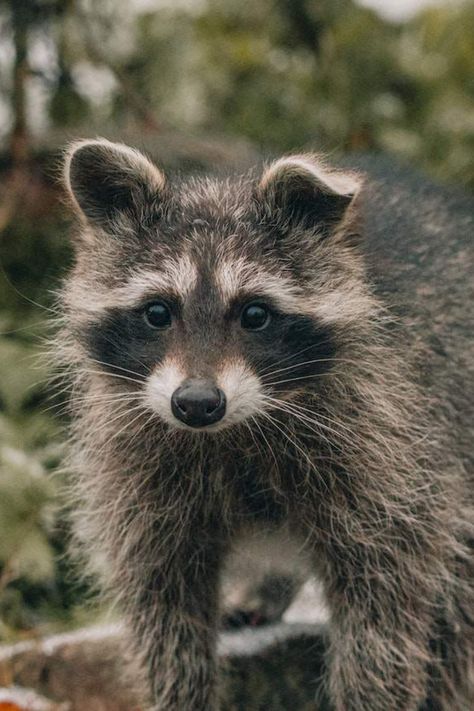 Footage from a security camera shows a brave mom saving her daughter from a raccoon attack - illustrating the power of maternal instincts. Urban Wildlife, Wildlife Rescue, Urban Habitat, Raccoon Family, Wildlife Rehabilitation, Australia Animals, List Of Animals, Wild Creatures, Wildlife Habitat