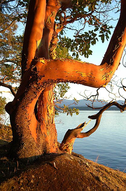 Gabriola Island, Arbutus Tree, Nanaimo Bc, Weird Trees, Amazing Trees, Beautiful Canada, Old Trees, Unique Trees, Tree Hugger