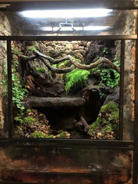 adult gargoyle gecko - viv Gargoyle Gecko Terrarium, Gargoyle Gecko Enclosure, Crested Gecko Vivarium, Crested Gecko Habitat, Gecko Vivarium, Bioactive Vivarium, Gecko Habitat, Snake Terrarium, Gargoyle Gecko