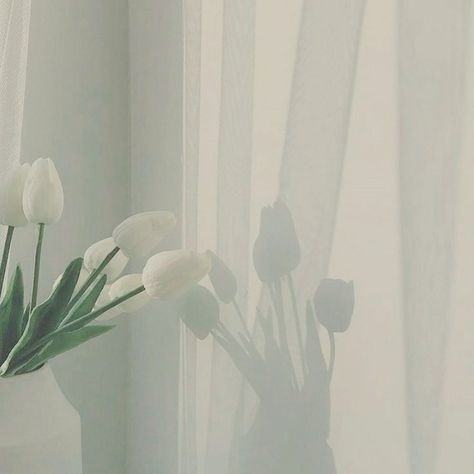 Tulips, Curtains, Iphone, Ipad, Photo Widget, Of Aesthetic, White Tulips, White Aesthetic, Aesthetic Photo