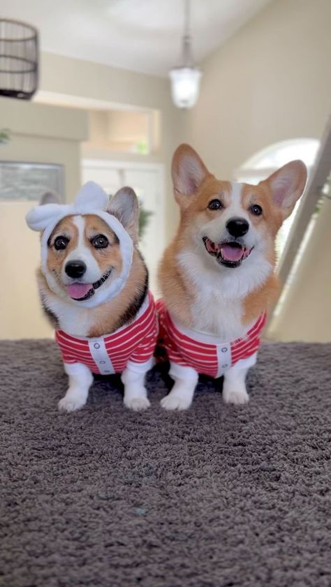 Hammy And Olivia Corgi, Hammy And Olivia, Corgi Dogs, Cute Corgi, Corgi Dog, Christmas Christmas, Dog Love, Christmas Holidays, Cute Animals