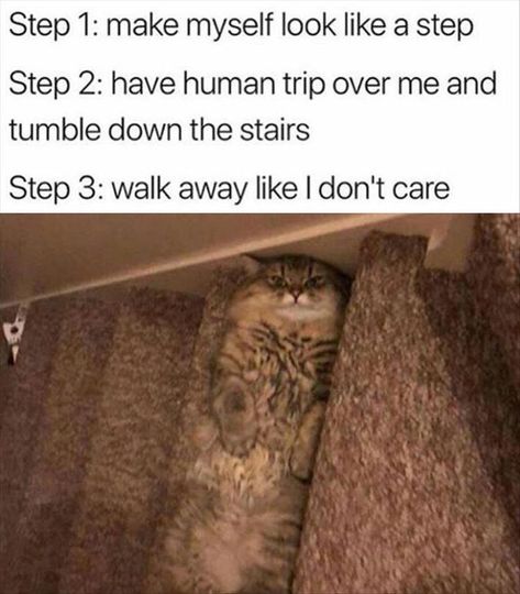 Pinterest Humor, Memes Of The Day, Funny Captions, Memes Humor, Kittens Funny, Funny Cat Memes, Anime Meme, Visual Statements, Amazing Animals