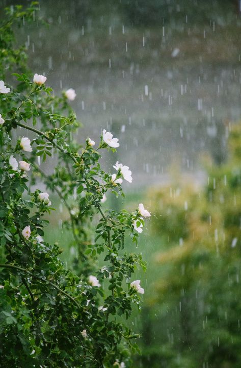 Nature, Rainy Day Images, Rainy Day Pictures, April Rain, Aesthetic Rain, Rain Pictures, Rainy Day Aesthetic, I Love Rain, Rain Wallpapers