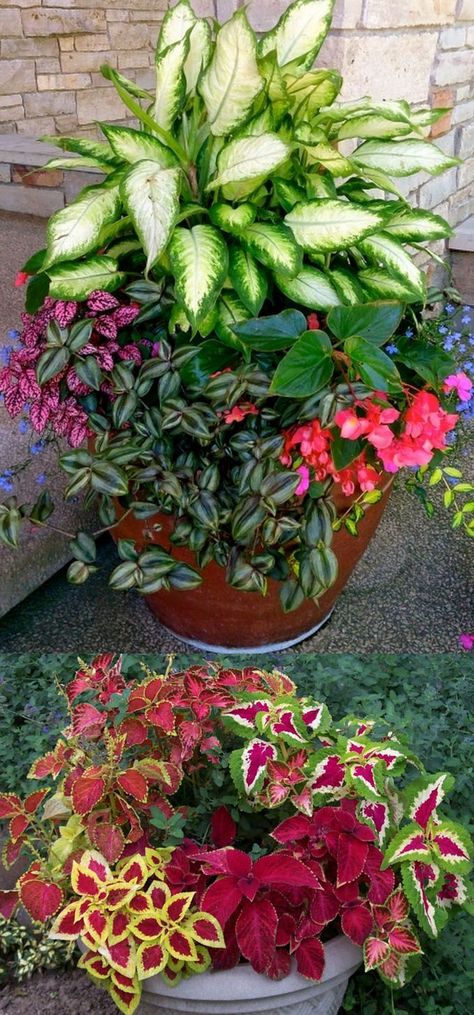 How to create beautiful shade garden pots using easy to grow plants with showy foliage and flowers. And plant lists for all 16 container planting designs! - aPieceofRainbow.com Basketball Cakes, Hipster Edits, Easy To Grow Plants, Front Porch Flowers, Scene Bangs, Hair Spring, Candida Recipes, Shade Garden Design, Son Birthday