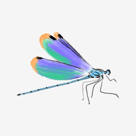 Dragonfly Illustration Cute, Wasp Logo, Watercolor Dragonfly Tattoo, Dragonfly Watercolor, Dragonfly Clipart, Dragonfly Illustration, Bird Png, Watercolor Dragonfly, Animal Png