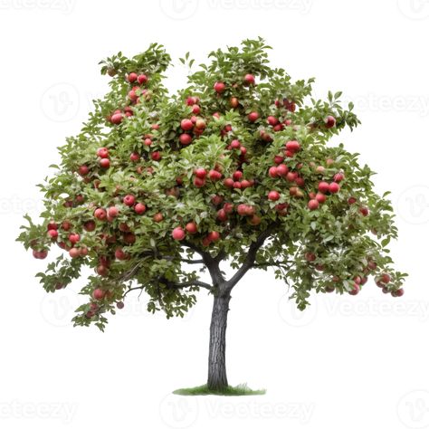 Apple Tree Illustration, Gifs Instagram, Nature Elements, Tree Png, Graphic Design Assets, Photoshop Textures, Tree Illustration, Tree Drawing, Abstract Designs