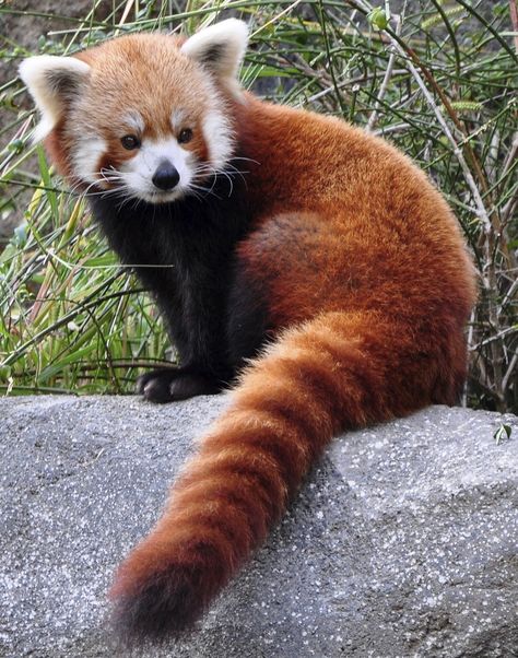 Panda Facts, Red Panda Cute, Red Panda Baby, Giant Pandas, Red Pandas, Panda Love, Kung Fu Panda, Red Panda, Cute Animal Pictures