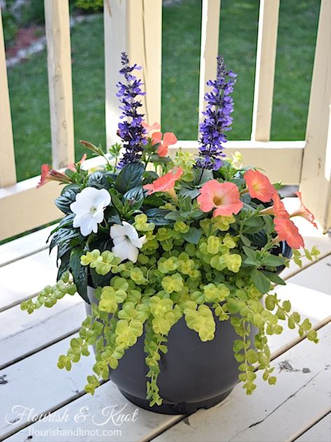 Beautiful Container Garden Design | Pretty Planters! White Impatiens, Fairytale Garden, Porch Flowers, Container Garden Design, Creeping Jenny, Garden Basket, Container Gardening Flowers, Flower Pots Outdoor, Diy Gardening