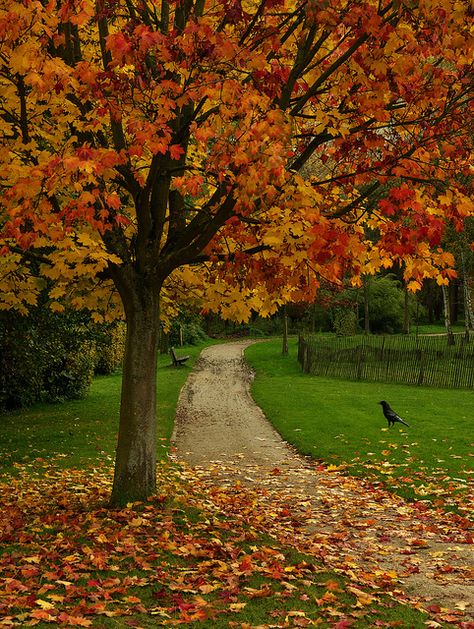 <3 Autumn Scenes, Autumn Scenery, Dirt Road, Autumn Beauty, Seasons Of The Year, Fall Pictures, Autumn Landscape, Lombok, Autumn Aesthetic