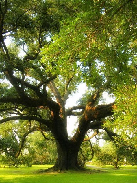 Oak King, Magical Tree, Mighty Oaks, Large Tree, Old Tree, Ancient Tree, Tree Photography, Tree Wallpaper, Tree Illustration