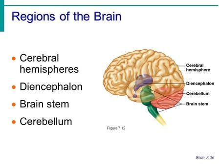 Regions of the Brain Cerebral hemispheres Diencephalon Brain stem> Medulla Oblongata, Human Body Vocabulary, Occipital Lobe, Corpus Callosum, Cerebral Cortex, Basic Anatomy And Physiology, Brain Facts, Limbic System, Mental Health Nursing