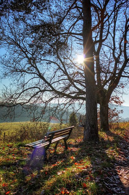 Sunny Winter's Day Sunny Winter Day, Magic Nature, Sunny Winter, Shady Tree, Early Winter, Late Winter, January 21, Inspiring Spaces, Landscape Drawings