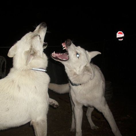 Street At Night, At Night, Dogs, White