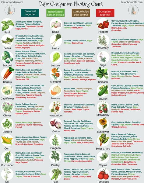 Companion Planting 101 Garden Bed Plant Ideas, Compatible Plants Companion Gardening, Companion Planting Melons, Fall Companion Planting, Vegetable Garden Design Layout Companion Planting, Companion Planting In Containers, Companion Planting Flowers Vegetables, Cilantro Companion Planting, Companion Vegetable Planting