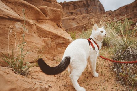 Adventure Cat Training, Cat Adventure, Service Cat, Business Cat, Camping With Cats, Adventure Cat, Pet Items, Cat Exercise, Cat Essentials