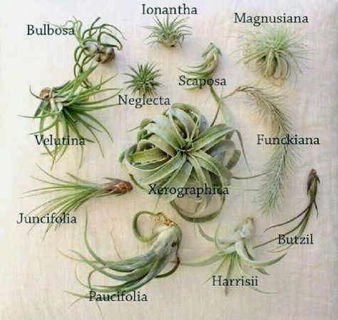 Types Of Air Plants, Air Plants Diy, Air Plant Garden, Plant Display Ideas, Air Plants Decor, Air Plants Care, Air Plant Display, Tillandsia Air Plant, Air Plant Terrarium