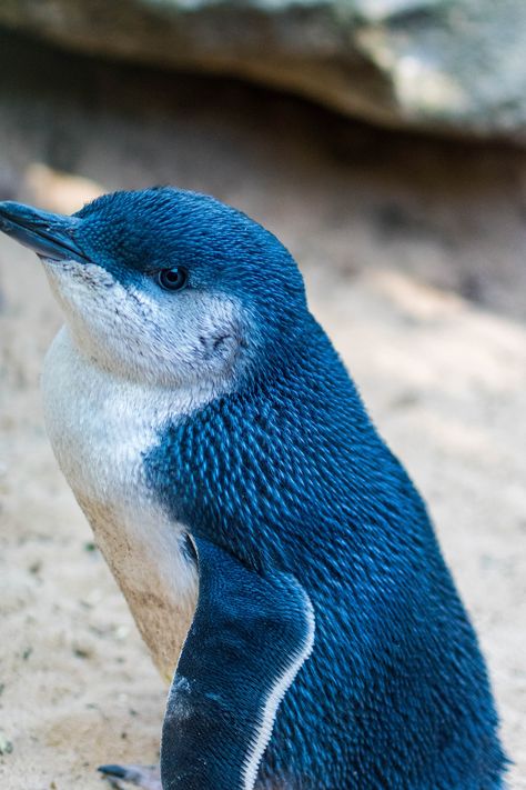 Visit Featherdale Wildlife Park in Kildare, NSW to see these sweet, fluffy baby penguins up close! See them waddle in the wild and go on a nature walk with these beautiful blue and white birds perched on a brown rock Little Blue Penguin, Nature Photography Animals, Blue Penguin, Whimsical Nature, White Birds, Damselflies, Photography Animals, The Penguins, Nature Walk