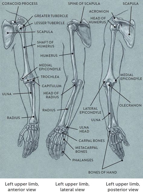 Drawing Planner, Figure Drawing Practice, Arm Anatomy, Human Skeleton Anatomy, Arm Bones, Anatomy Bones, Skeleton Anatomy, Anatomy References, Anatomy Sculpture