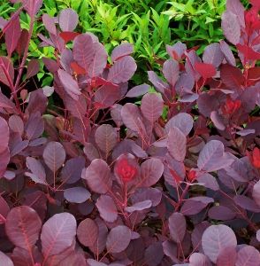 bushes with red leaves | Shrubs with Burgundy-Red Foliage Front Yard Island Ideas, Yard Island Ideas, Iresine Plant, Red Leaf Plant, Purple Shrubs, Backyard Bed, Red Shrubs, Burgundy Foliage, Cotinus Coggygria