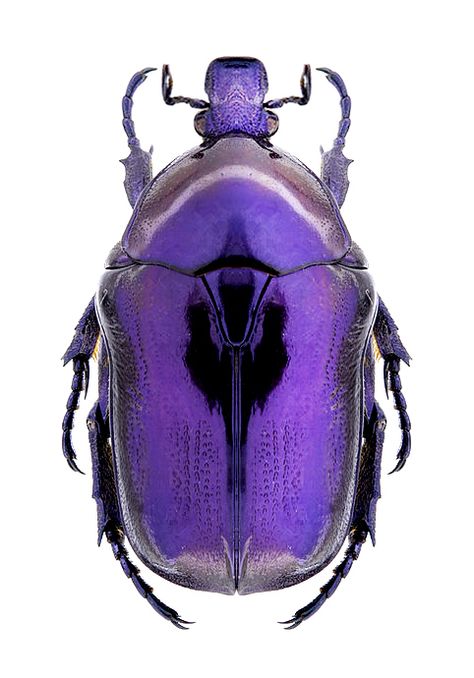 iridescent | mother-of-pearl | gleaming | shimmering | metallic rainbow | shine | Protaetia mirifica Insect Photos, Cool Insects, Beetle Insect, Cool Bugs, Bug Art, A Bug's Life, Scarab Beetle, Beetle Bug, Beautiful Bugs