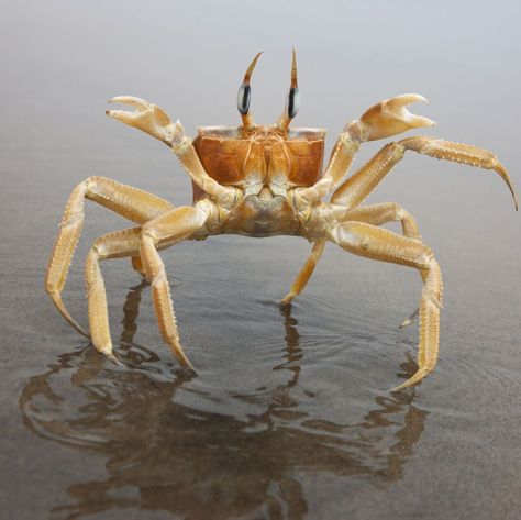 A ghost crab stands up in defensive position upon approach; reflected in the wet sand of the Skeleto Ghost Crab, Crab Species, Fiddler Crab, Leg Reference, Wet Sand, Climb Trees, Crab Legs, Marine Environment, Watercolor Ideas