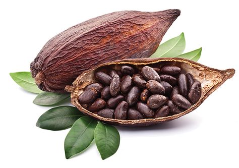 Curious about cacao? Here's everything you need to know about this tasty bean | Vegan Food & Living Superfood Drinks, Chocolate Tree, Sans Gluten Sans Lactose, Butter Recipes, Cocoa Chocolate, Superfood Powder, Cacao Beans, Cocoa Seeds, Raw Cacao