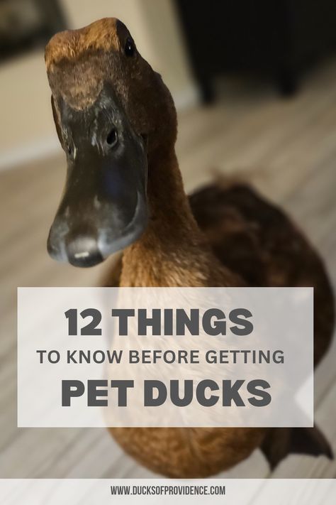 We made a blog post to share facts about ducks you should be aware of when you consider getting some as pets. Duck As A Pet, Owning A Duck, Pet Ducks Indoor, Ducks As Pets, Facts About Ducks, Duck Raising, Duck Pet, Duck Care, Keeping Ducks