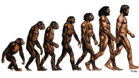 Evolution, illustrated. Maria Popova, Daniel Pink, Darwin Theory, Evolution Of Man, Benfica Wallpaper, Evolution Art, Human Evolution, Natural Selection, Hero's Journey