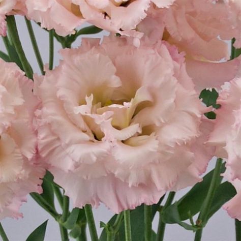 Celeb 2 Misty Pink Lisianthus Pink Lisianthus, Beautiful Nature Pictures, Flower Market, Pale Pink, Nature Pictures, Baby Pink, Soft Pink, Blush Pink, Beautiful Nature