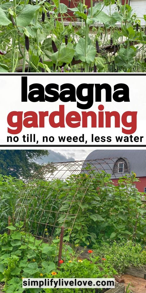 Lasagna gardening is for you if you want to create a rich, fertile garden soil you don’t have to weed, till, or water! Sound too good to be true? Keep reading and learn about organic gardening using lasagna beds! Lazy gardeners unite around lasagna gardening! Lasagna Garden, Healthy Garden Soil, Water Sound, Lasagna Gardening, Wood Mulch, Worm Composting, Good To Great, Healthy Garden, Organic Gardening Tips