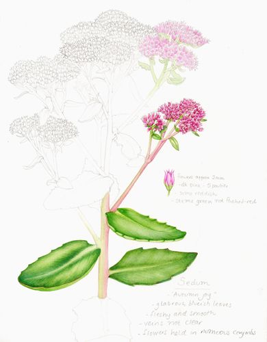 Sedum, Autumn Joy. Not much venation on these fleshy leaves which, strangley, made it harder to illustrate. The clusters of pink flowers in the corymb mainly distinct by recurved outward pointing spines. Sedum Autumn Joy, Lizzie Harper, Hay Meadow, Sketchbook Studies, Watercolour Botanical, Plant Sketches, Fungi Art, Botanical Sketchbook, Fantastic World