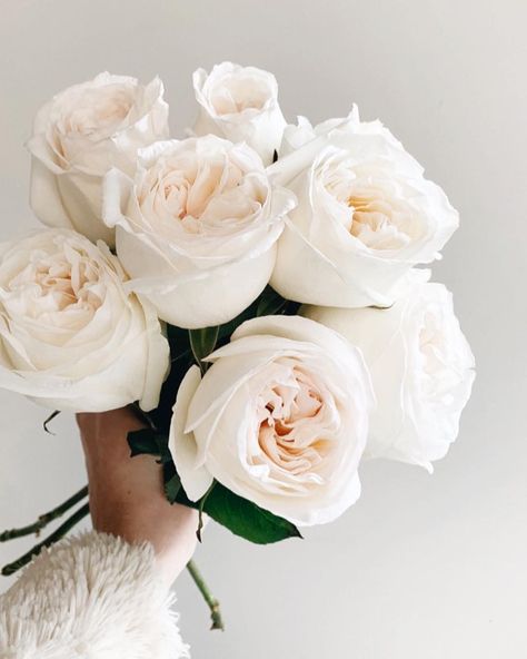 White Ohara Rose Bouquet, White Ohara Garden Rose, White Ohara Rose, Ivory Rose Wedding Bouquet, White Bouquet Roses, O Hara Rose, White Garden Rose, November Flowers, Flower Board