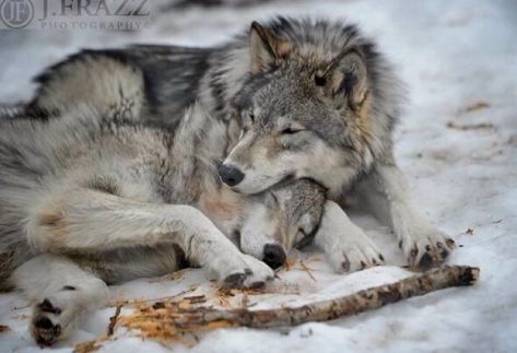 Wolf Mates, Wolf Poses, Wolf World, Wolf Husky, Wolf Photography, Wolf Photos, Wolf Spirit Animal, Wolf Love, Wolf Drawing