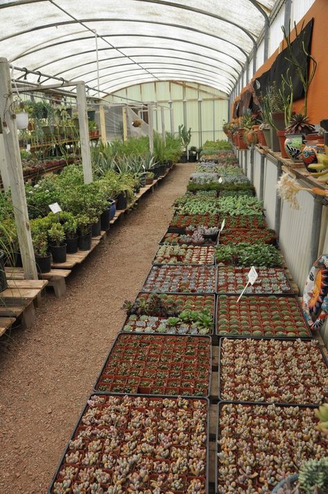 Here’s how to turn your home into a house plant haven. Home Plant Nursery, Plant Store Ideas, Plant Nursery Ideas, Green House Gardening, Gardening Tattoo, Tanaman Sukulen, Tools Tattoo, Gardener Aesthetic, Garden Center Displays