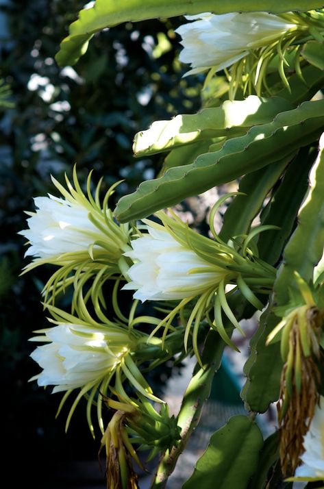 Dragon fruit Flowers and Dragon Fruit Vines Plant | @whiteonrice Fruit Blossoms, Purple Dragon Fruit, White Dragon Fruit, Dragon Fruit Flower, Dragon Fruit Varieties, Dragon Fruit Tree, Hylocereus Undatus, Pitaya Fruit, Wijaya Kusuma